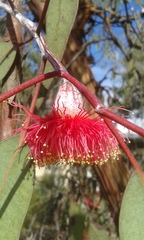 Eucalyptus caesia