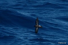 Hydrobates pelagicus