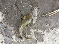 Pylodictis olivaris