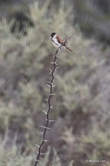 Serinus alario