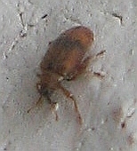 Orchestes steppensis