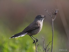Cercotrichas coryphoeus