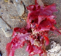 Phycodrys rubens