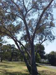 Eucalyptus globulus globulus