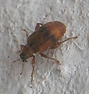 Orchestes steppensis