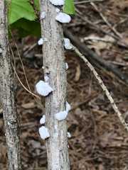 Fungi