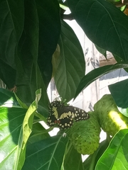 Papilio demoleus