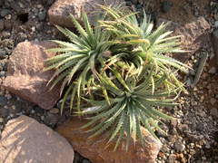 Dyckia hebdingii
