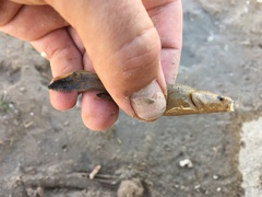 Pylodictis olivaris