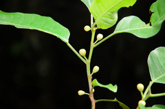 Ficus glaberrima