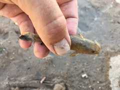 Pylodictis olivaris