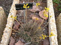 Dyckia choristaminea
