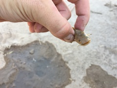 Pylodictis olivaris