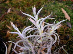 Tillandsia retorta