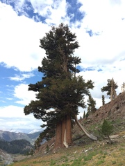 Pinus balfouriana