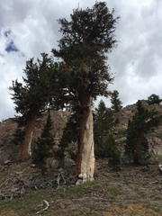 Pinus balfouriana