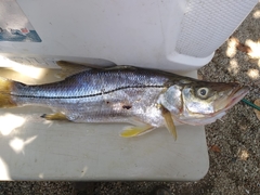 Centropomus robalito