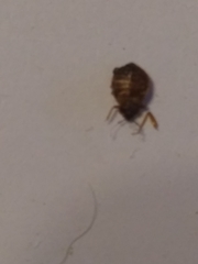 Cimex lectularius