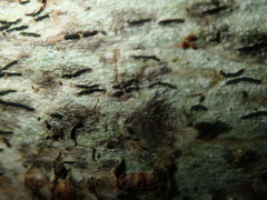 Stigmidium microspilum