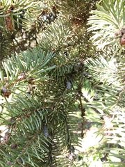 Picea asperata