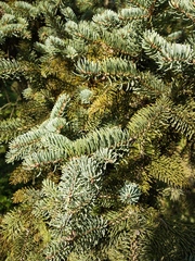 Picea asperata