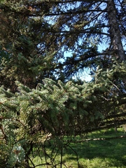 Picea asperata