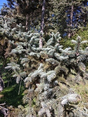 Picea asperata