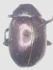 Colaspoides spinigerus