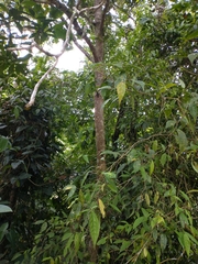 Ladenbergia oblongifolia