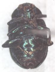 Colaspoides spinigerus