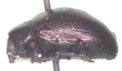 Colaspoides spinigerus