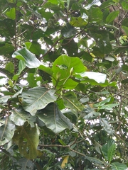 Ladenbergia oblongifolia
