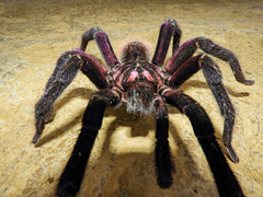Xenesthis immanis