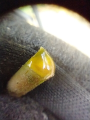 Ladenbergia oblongifolia