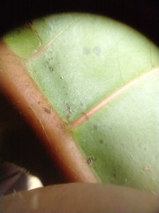 Ladenbergia oblongifolia