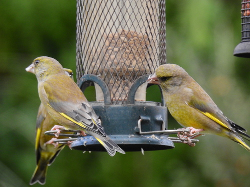 Verderón común (Chloris chloris)