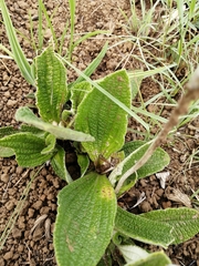 Helichrysum nudifolium pilosellum