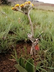 Helichrysum nudifolium pilosellum