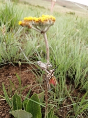 Helichrysum nudifolium pilosellum