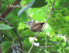 Uropsila leucogastra