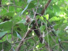 Uropsila leucogastra