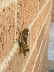 Melanoplus differentialis