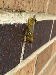 Melanoplus differentialis