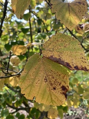 Hamamelis vernalis
