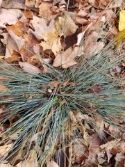 Corynephorus canescens