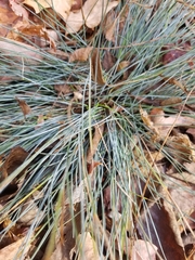 Corynephorus canescens