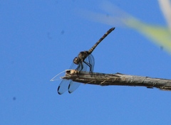 Dythemis nigrescens
