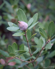 Heteroecus sanctaeclarae