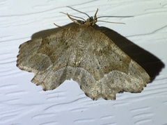 Metarranthis hypochraria