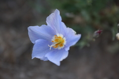 Giliastrum insigne